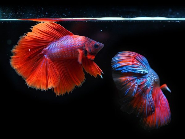 How to Set Up a Successful Breeding Environment for Betta Fish?